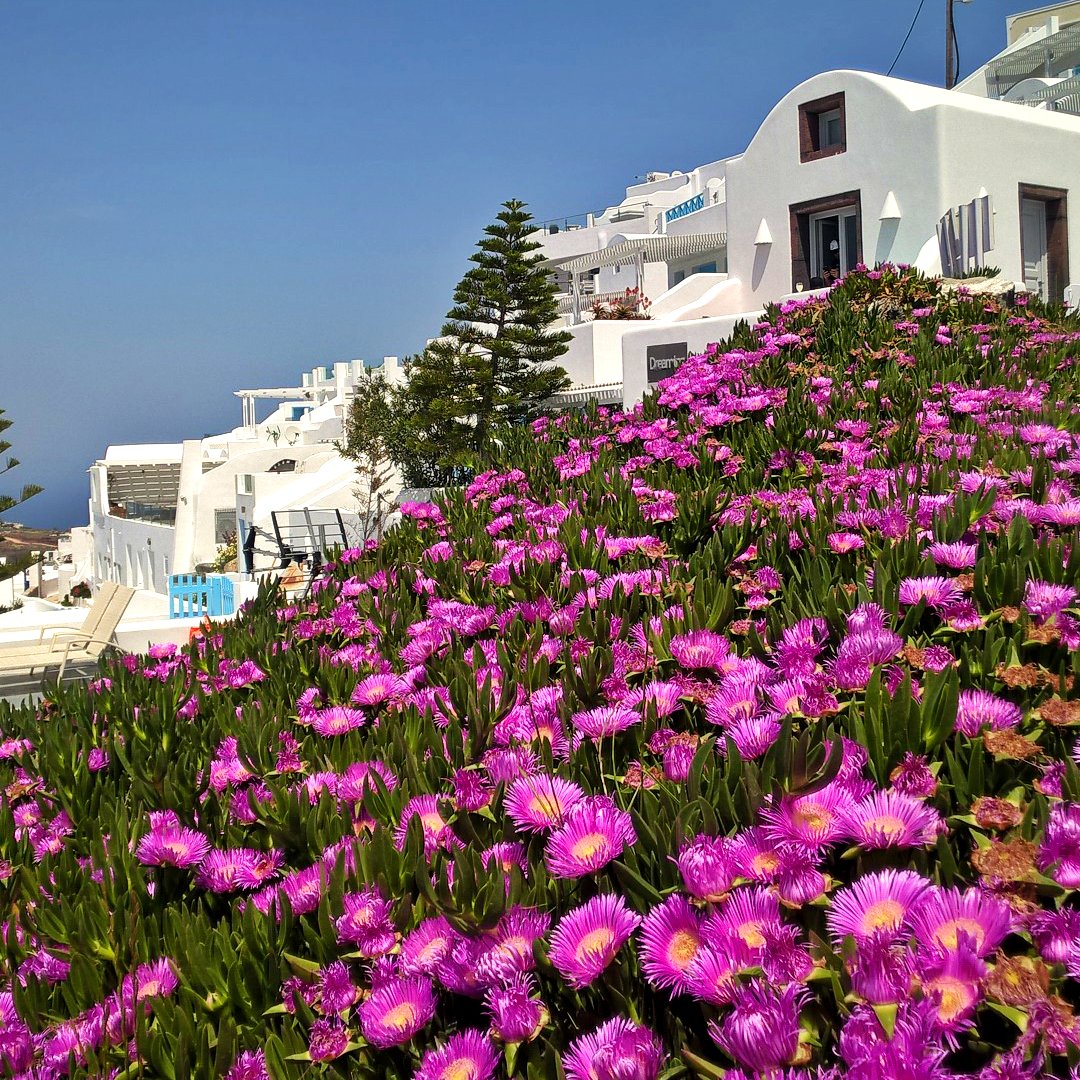 Греческое название растения. Санторини цветы Греция. Кефалония Греция улочки. Бугенвиллия в Греции.