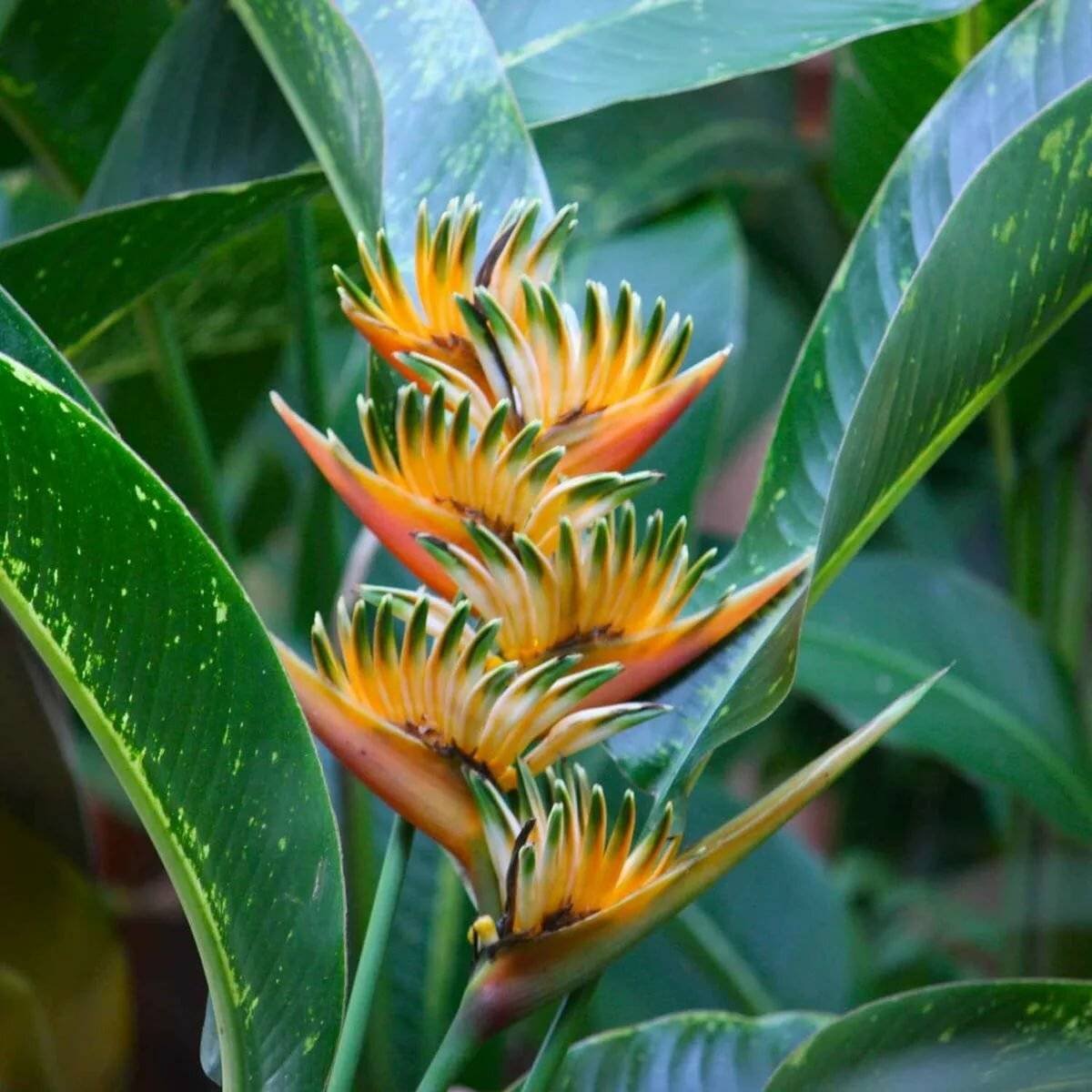 Памианта Перуанская Pamianthe peruviana