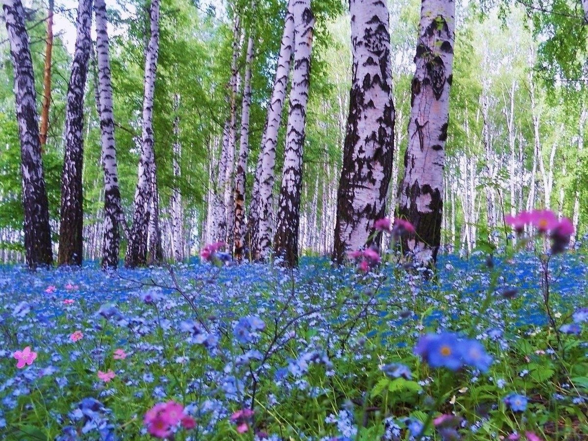 Незабудка Лесная Полянка