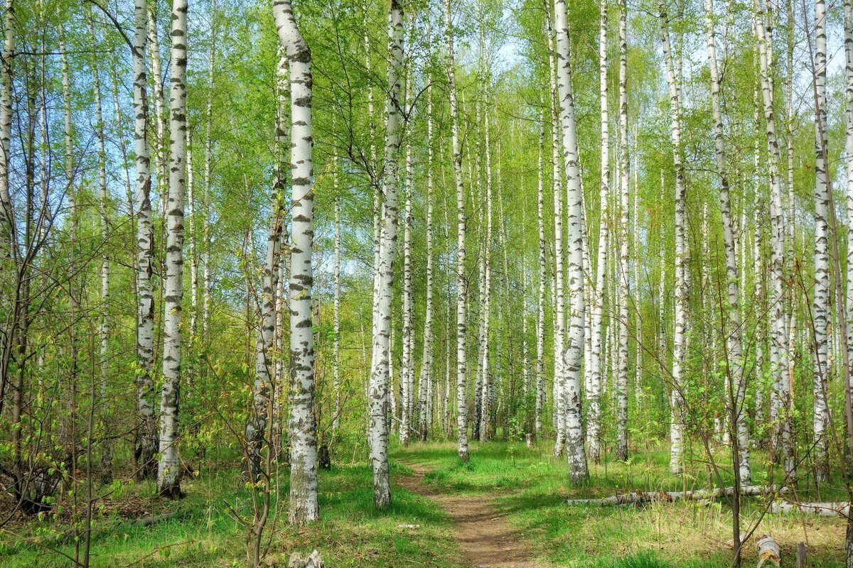 Березовая роща Иркутск
