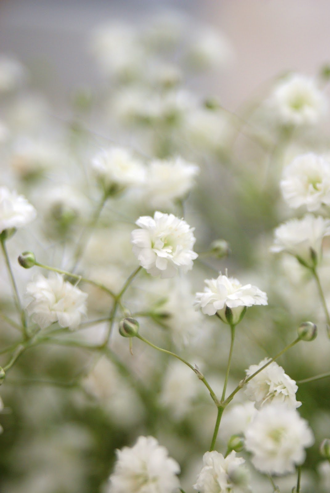 Гипсофила (Качим) метельчатая (Gypsophila paniculata)