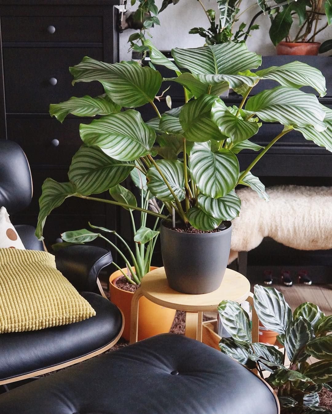 Calathea orbifolia