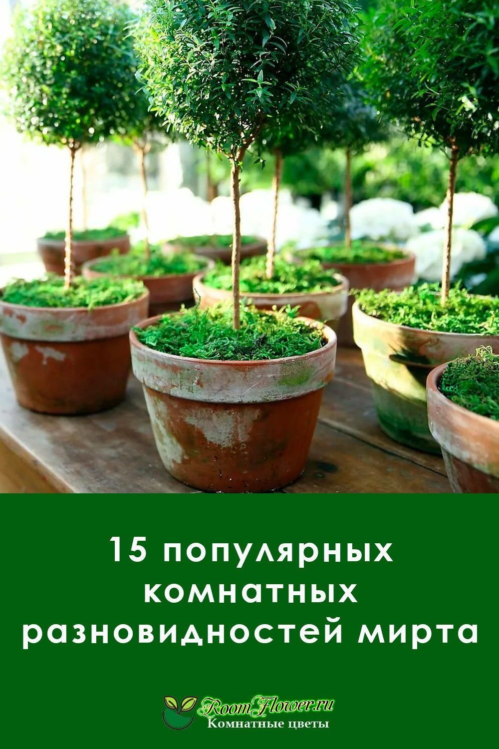 Миртовое дерево в стеклянном Кубе