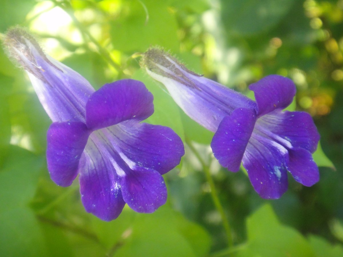 Лиана Азарина