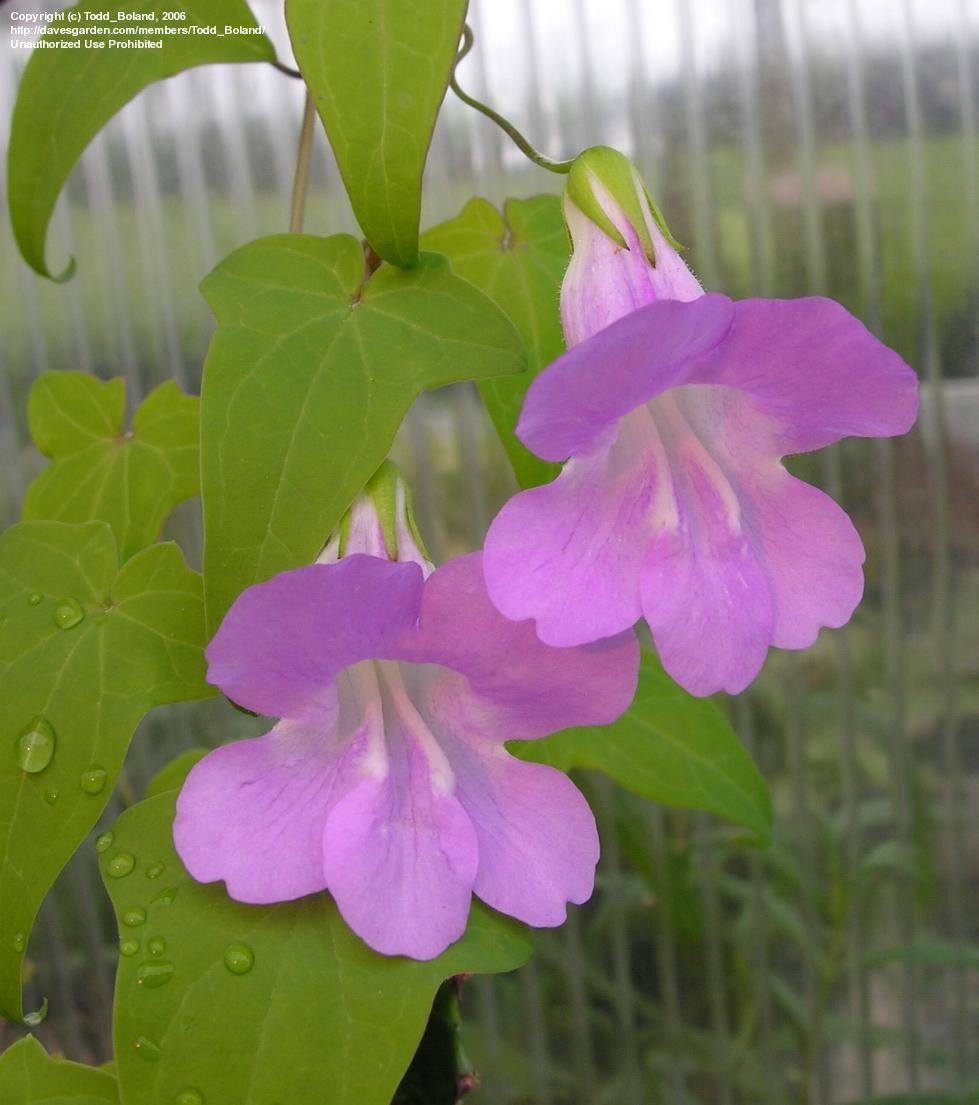 Азарина лазающая