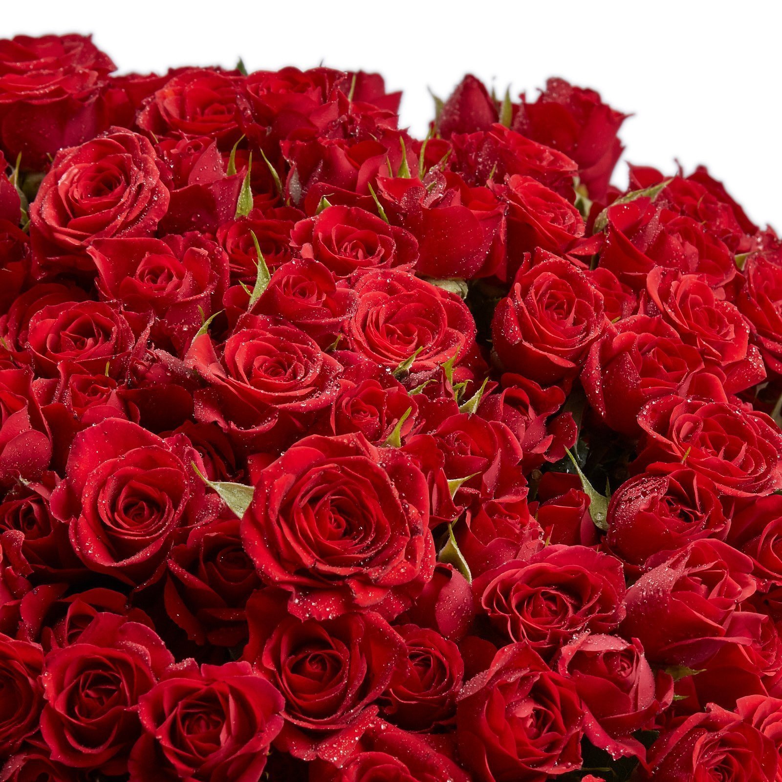 В букете было красных роз. Красные кустовые розы. Букет красных роз. Buket krasnix roz.