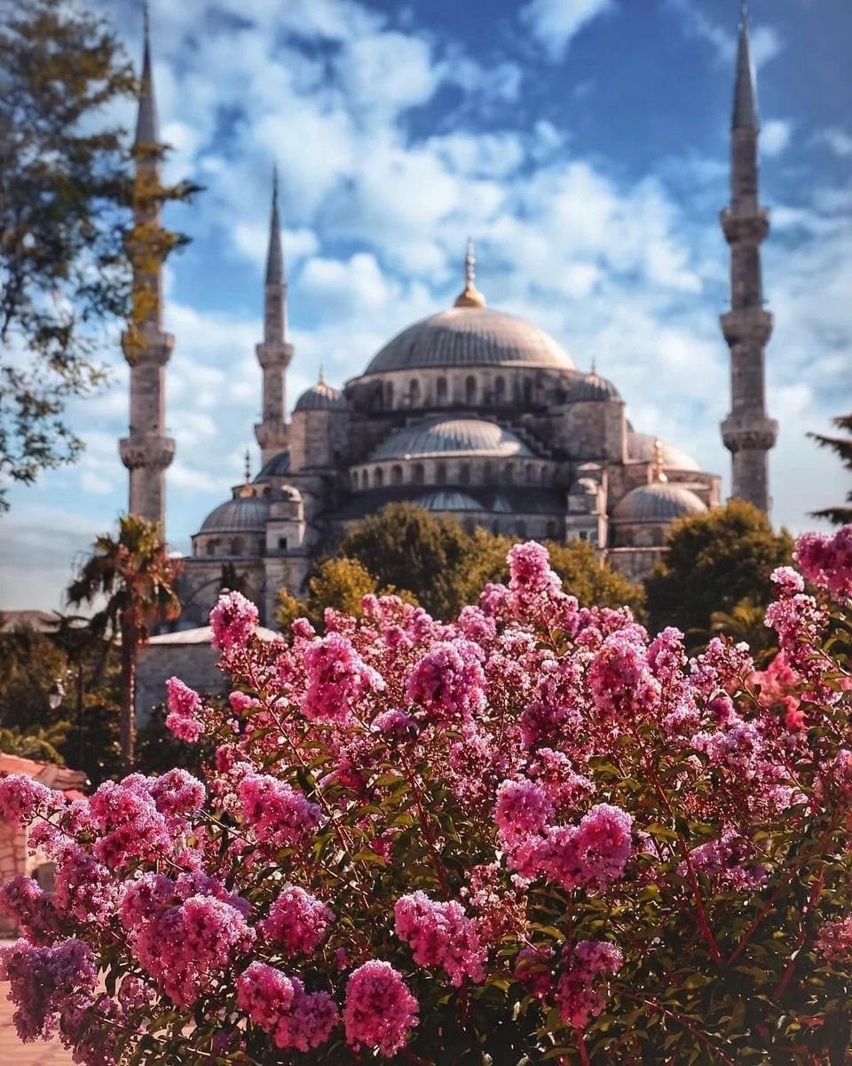 Турецкие цветы