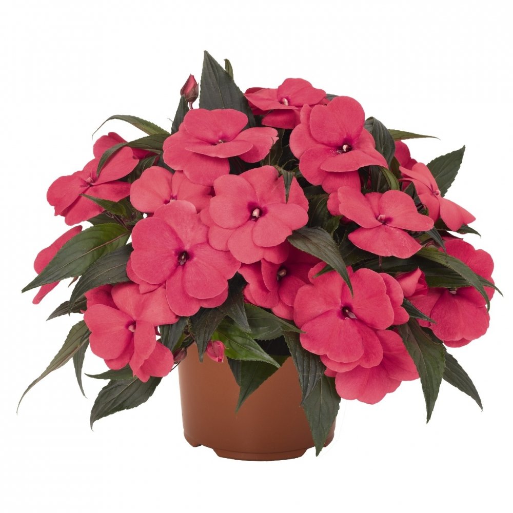 Бальзамин Петерса (Impatiens petersiana)