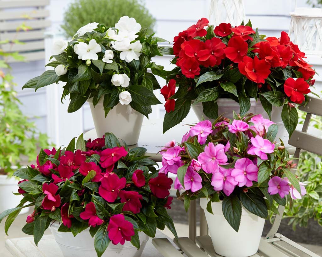 Бальзамин Impatiens