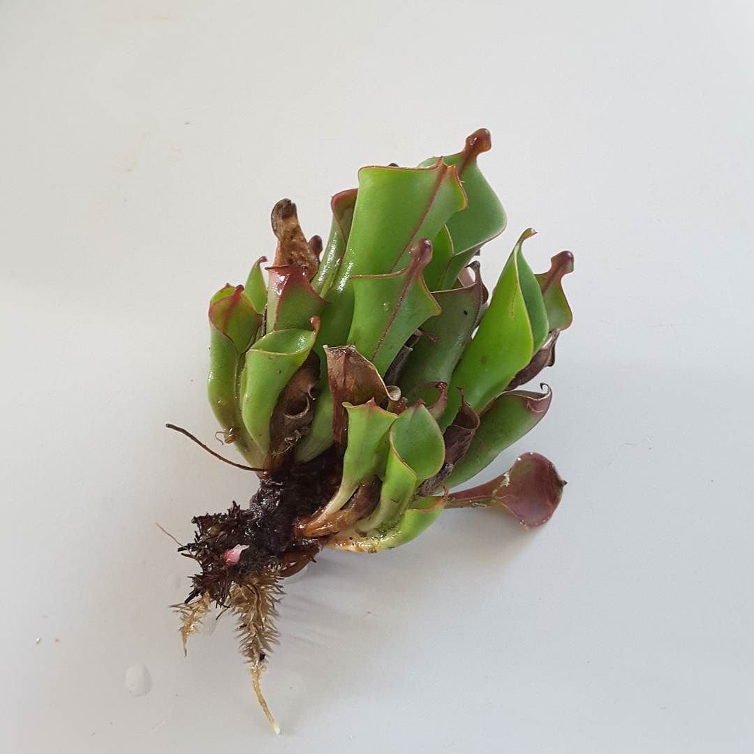 Корень 67 3. Гелиамфора растение. Heliamphora Minor. Пост корень. Heliamphora heterodoxa x Minor.