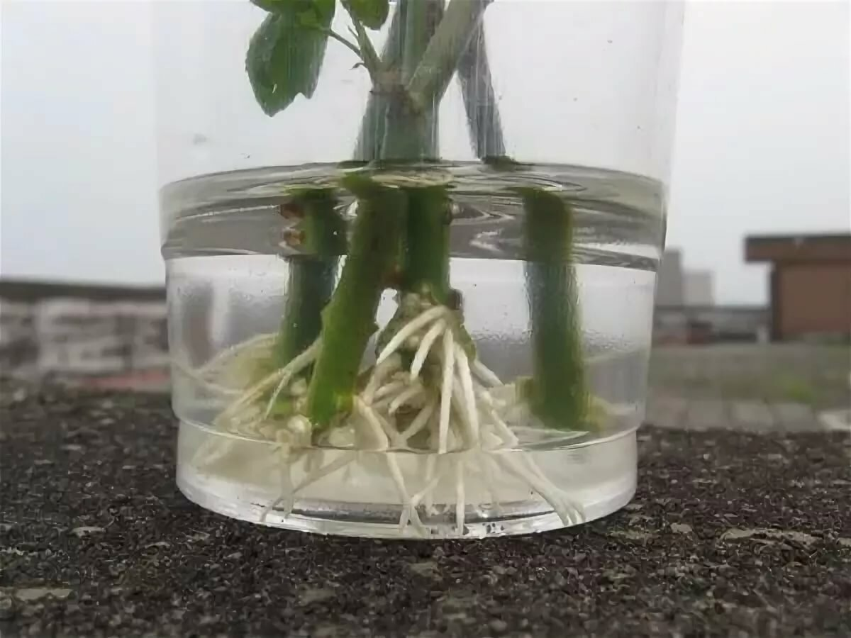 Черенки роз укоренение
