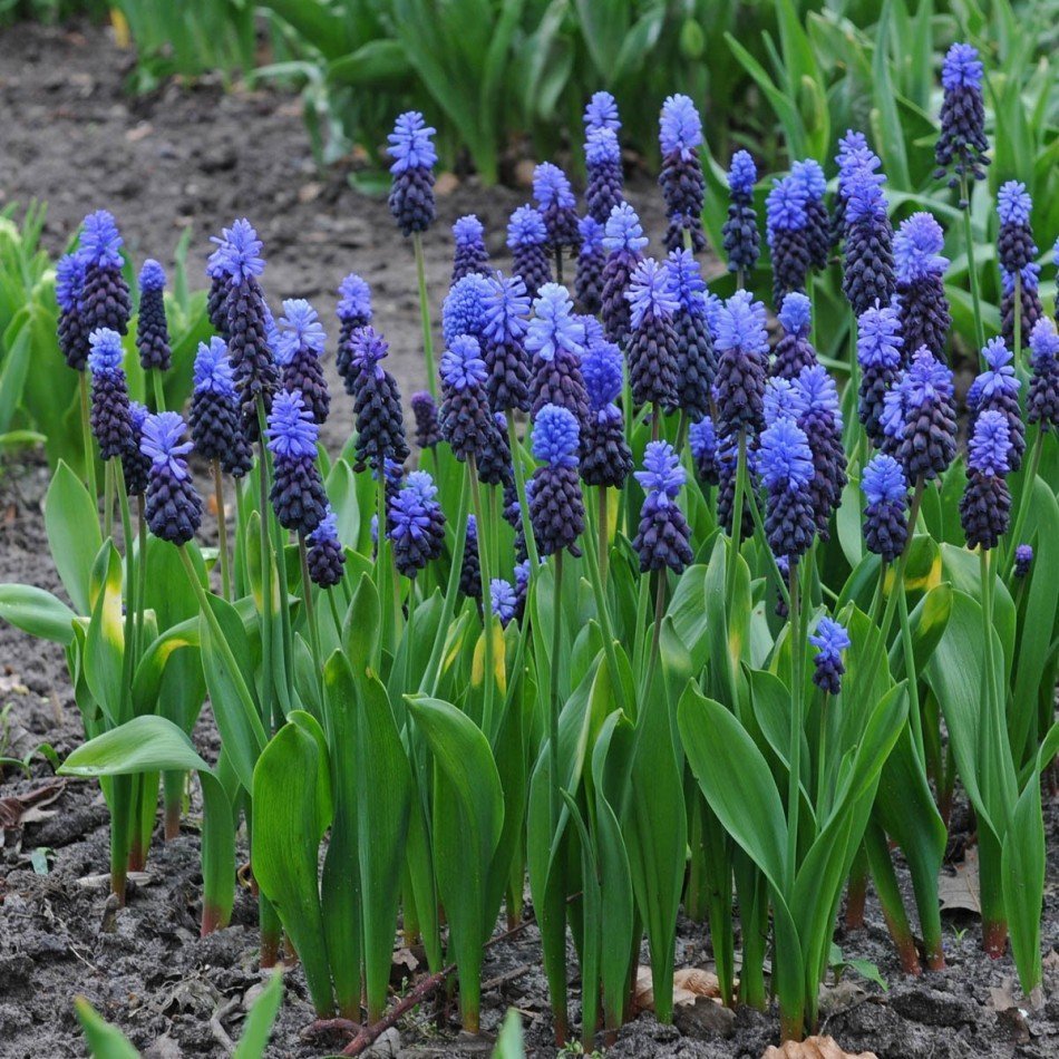 Мускари Латифолиум (latifolium),