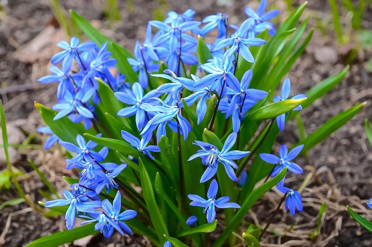 Пролеска Сибирская (Сцилла)