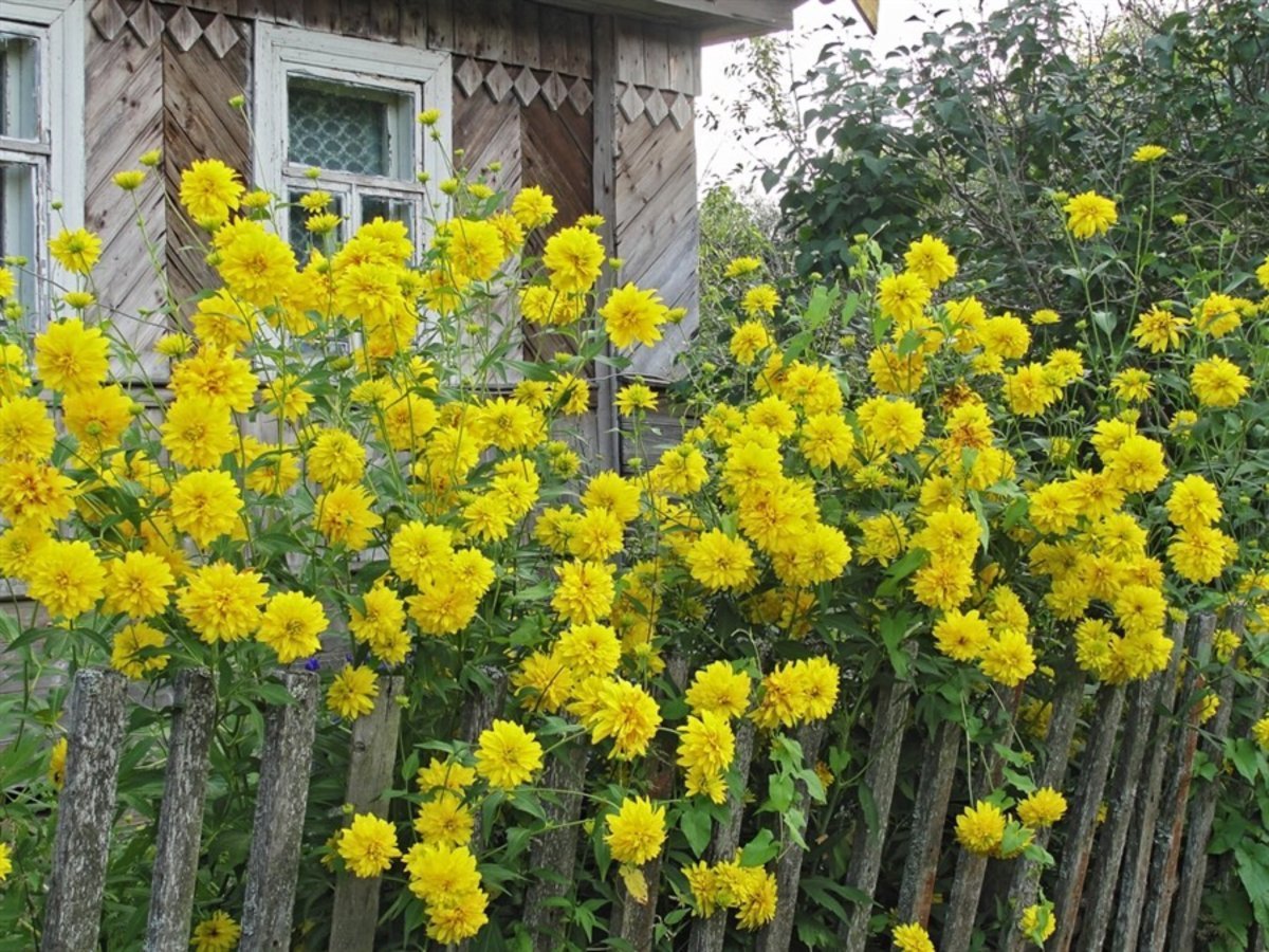 Желтые шары цветы