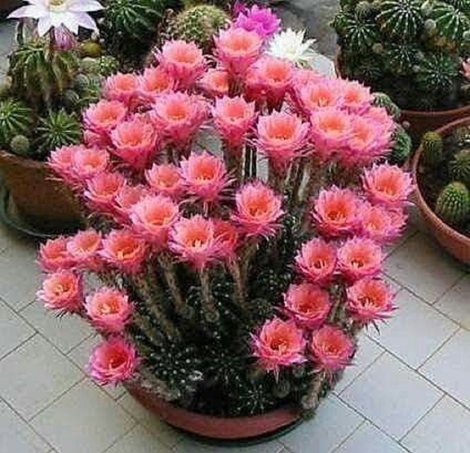 Самые красивые кактусы с цветами