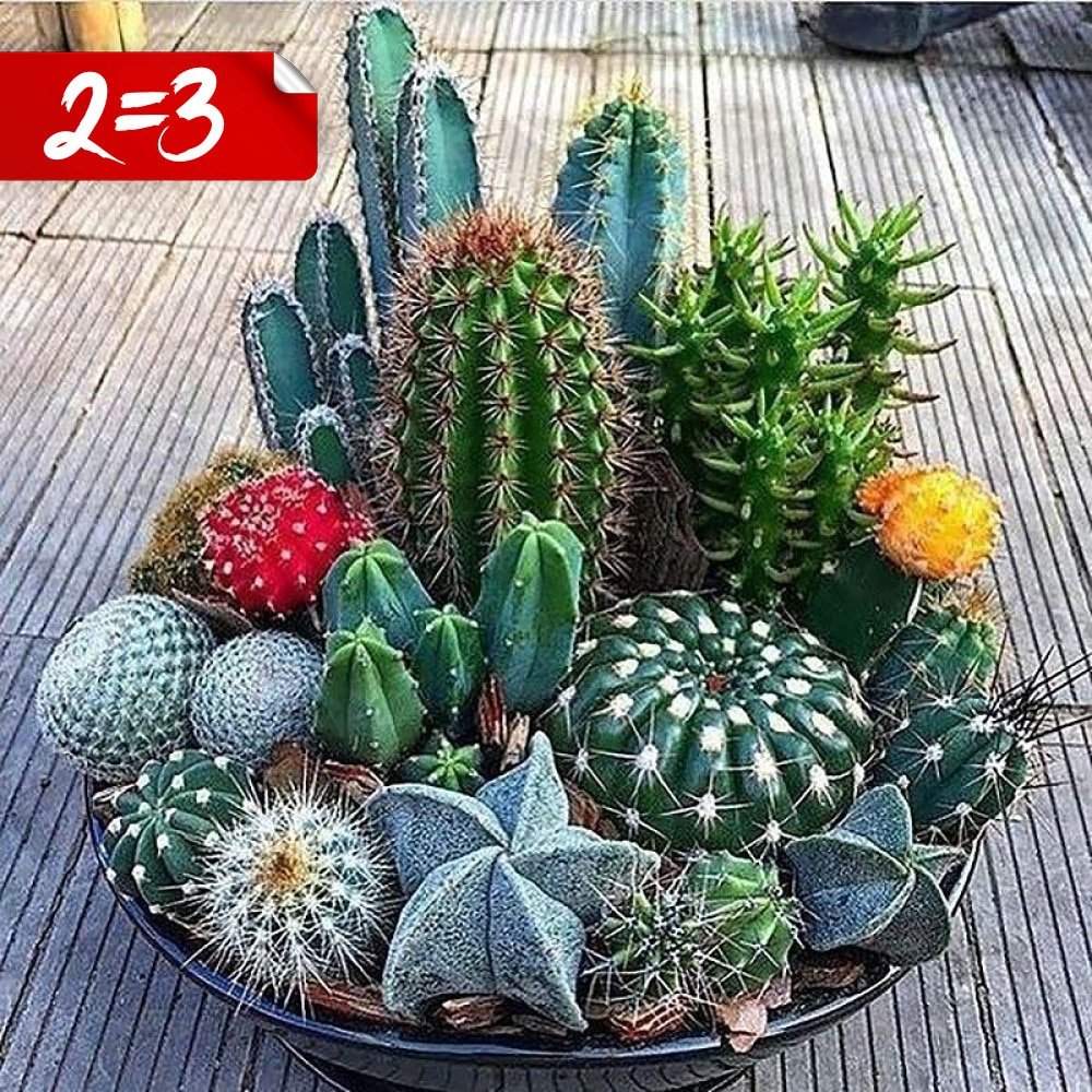 Кактус опунция суккулент