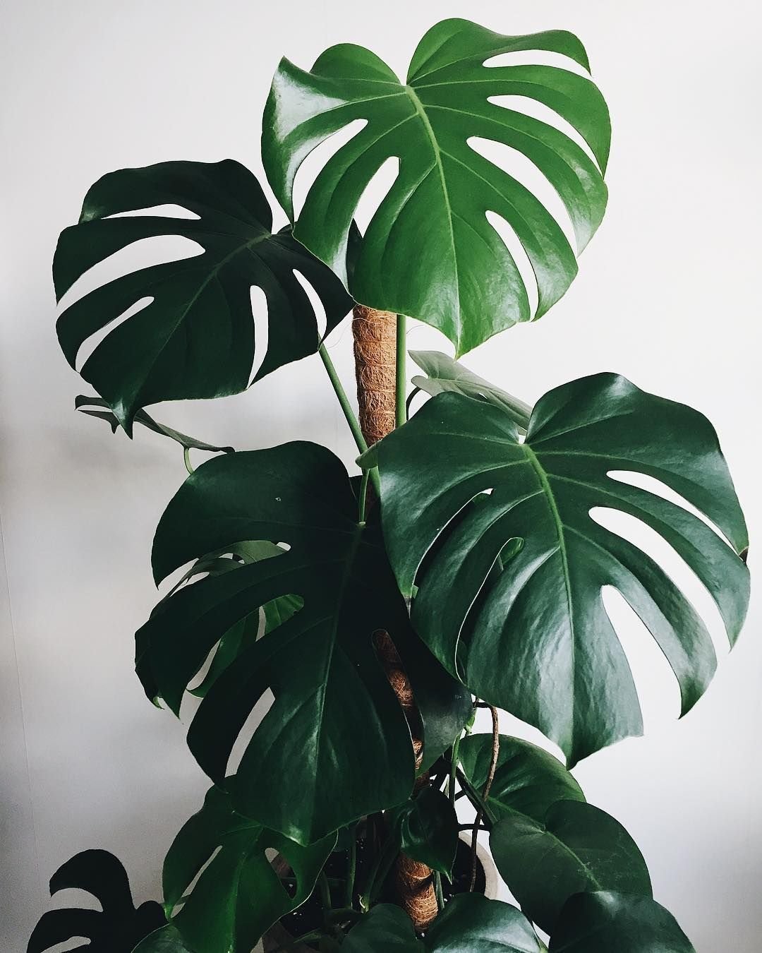 Monstera spruceana
