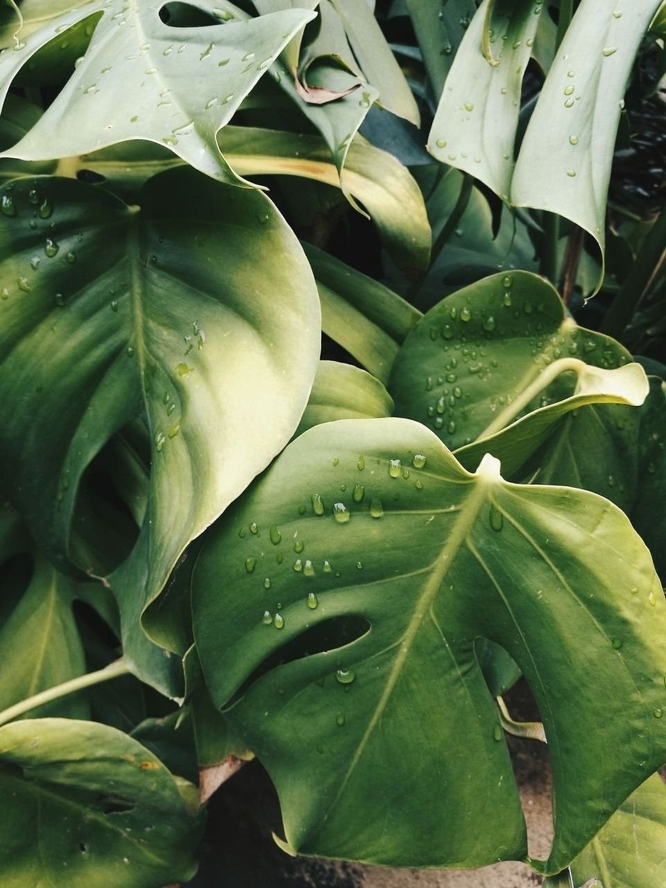 Монстера деликатесная (Monstera deliciosa)