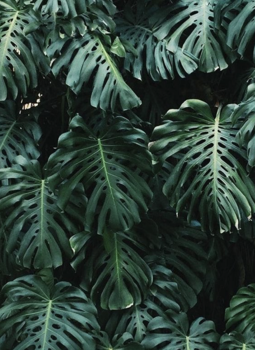 Monstera Leaf