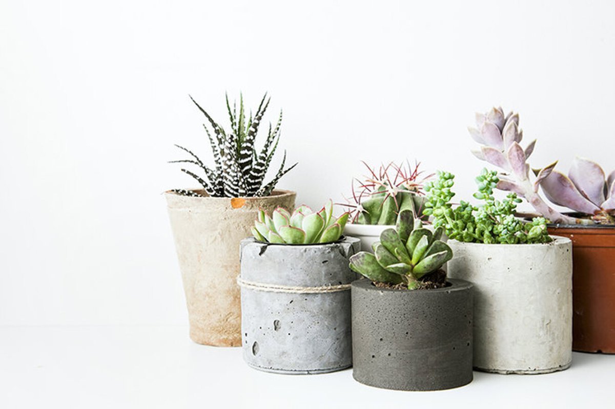 Cactus Pot горшки кактусы Суккуленты