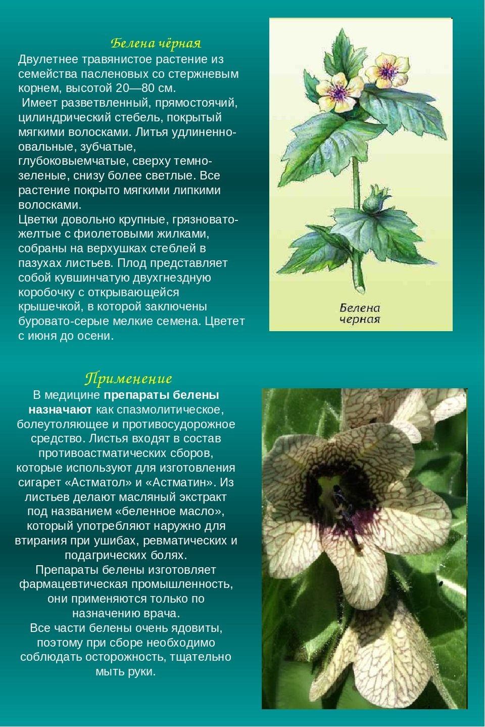Белена чёрная