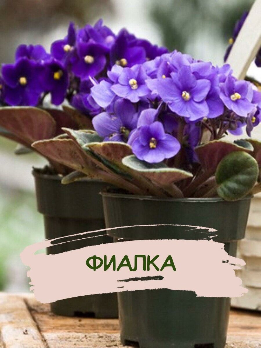 Цветы фиалка узамбарская