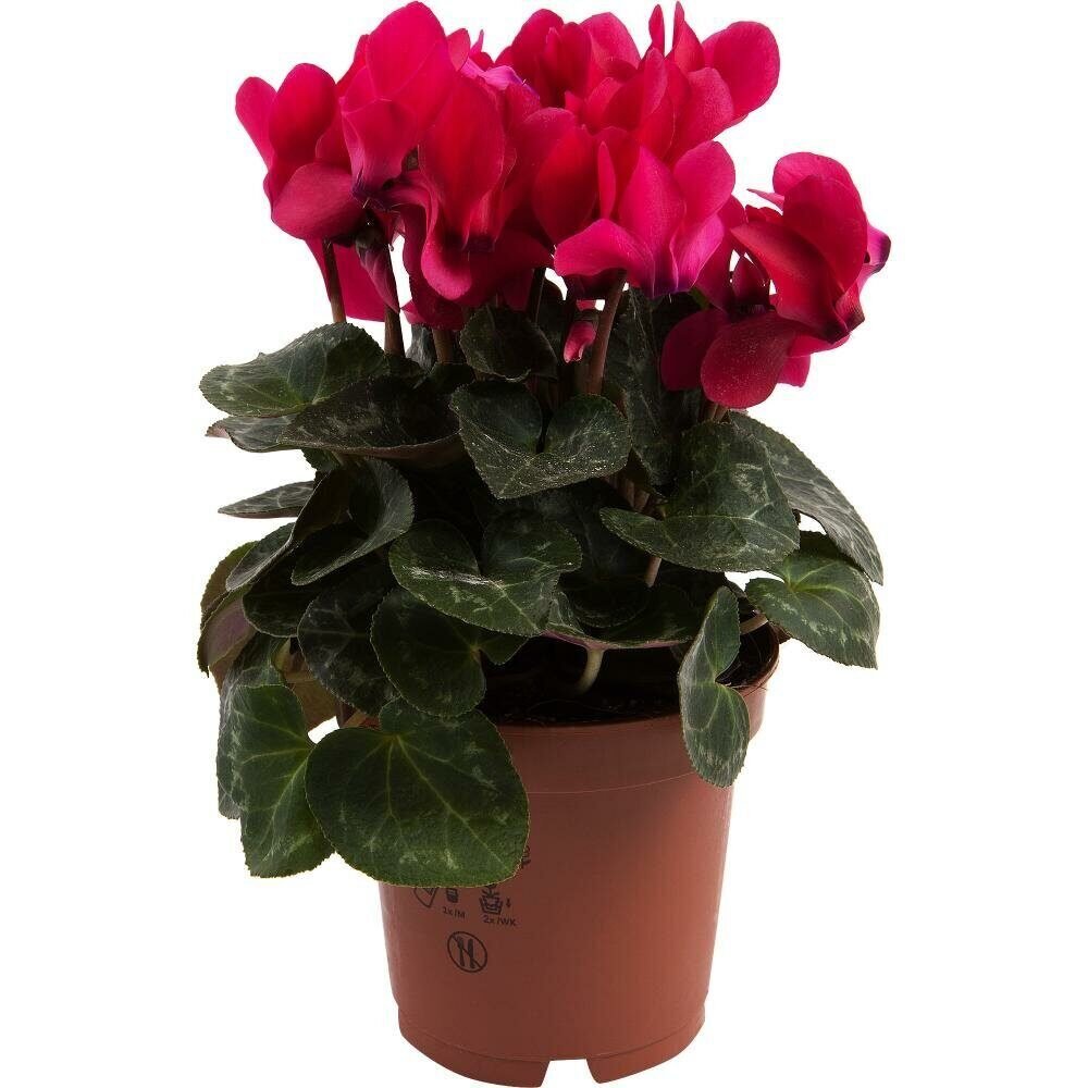 Cyclamen confusum