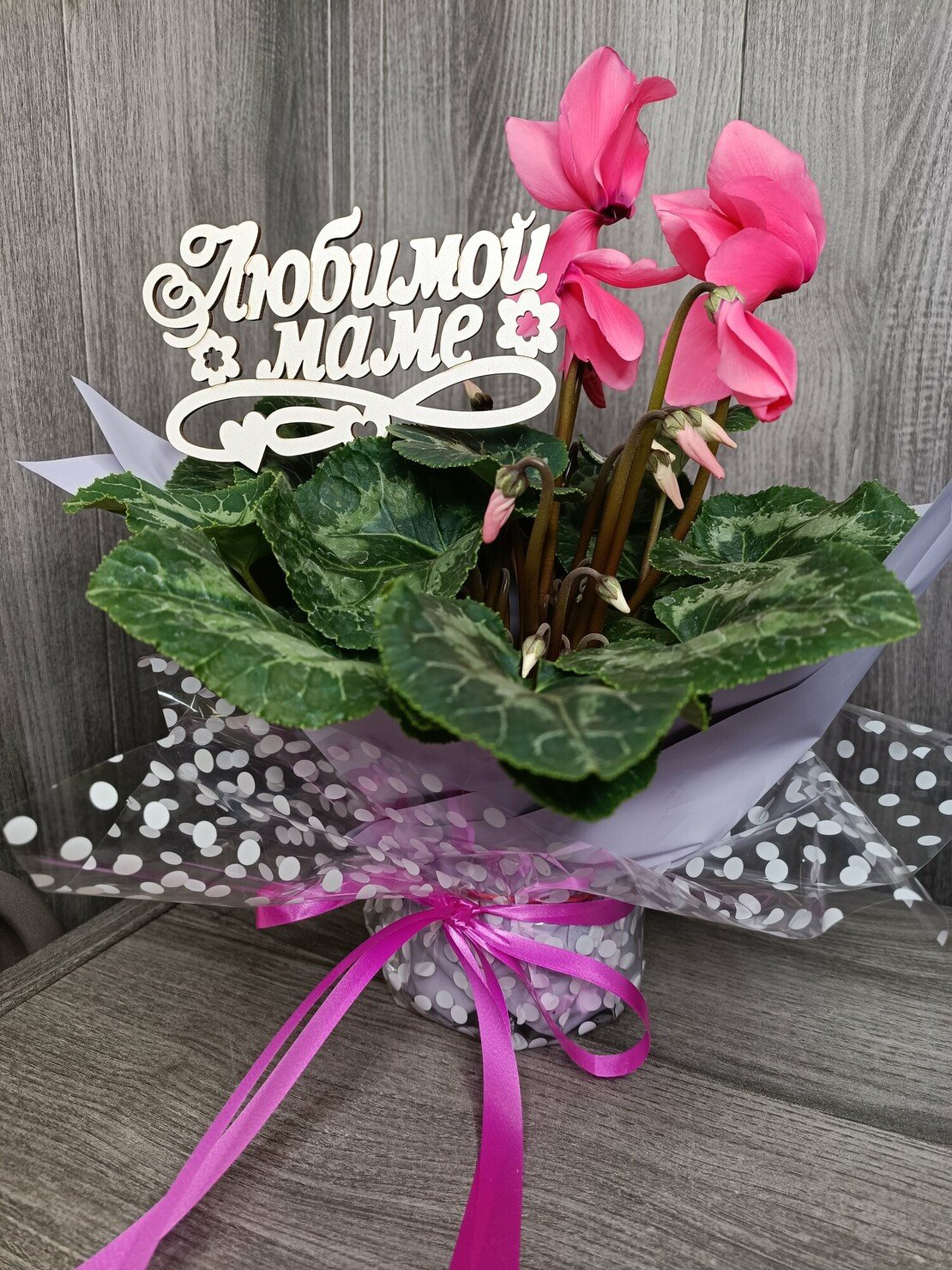 Цикламен Эстетика
