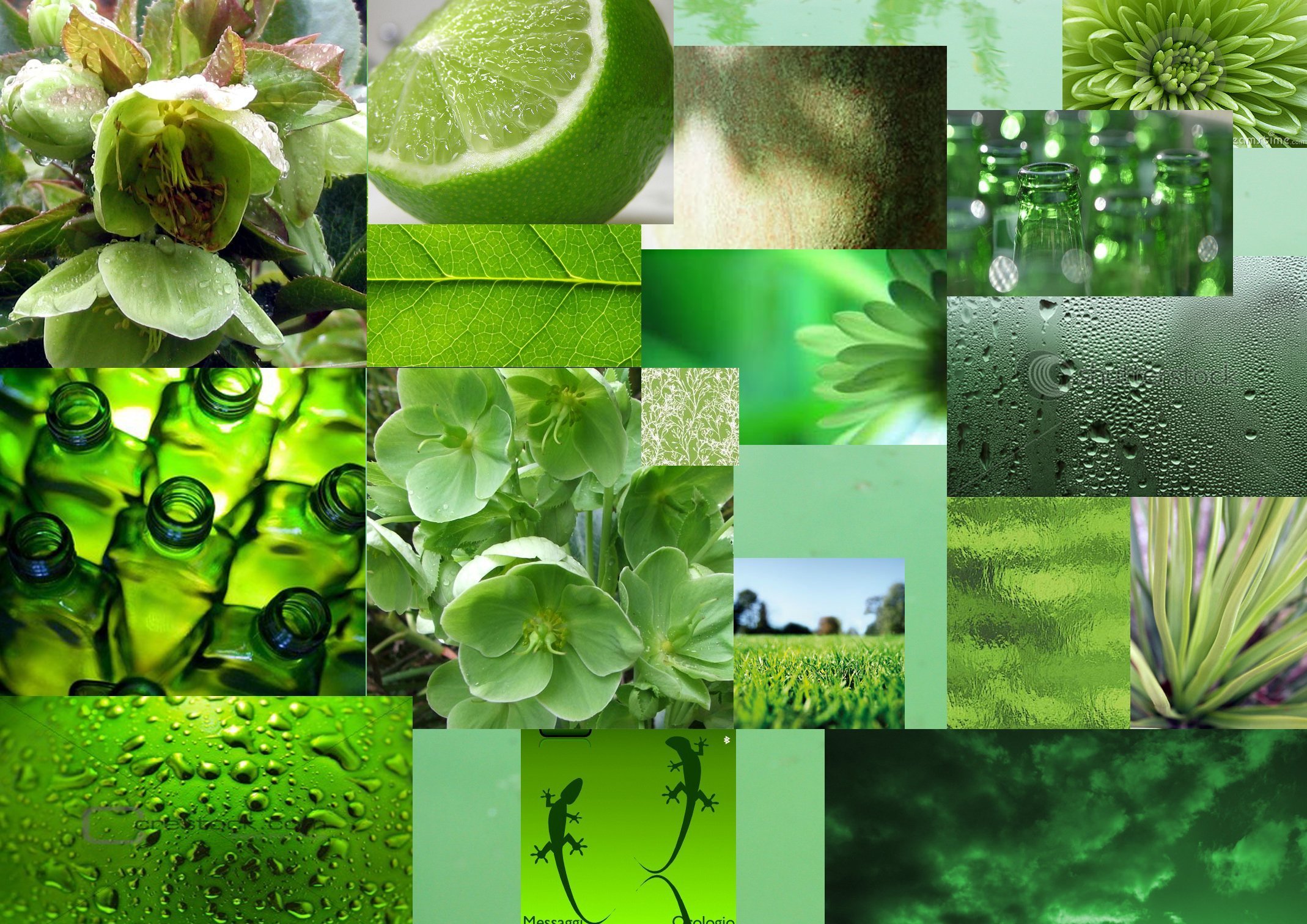 Как появился зеленый цвет. Эстетичный коллаж в зеленых тонах. Красивый зеленый цвет. Оттенки зеленого в природе. Зелёные растения.