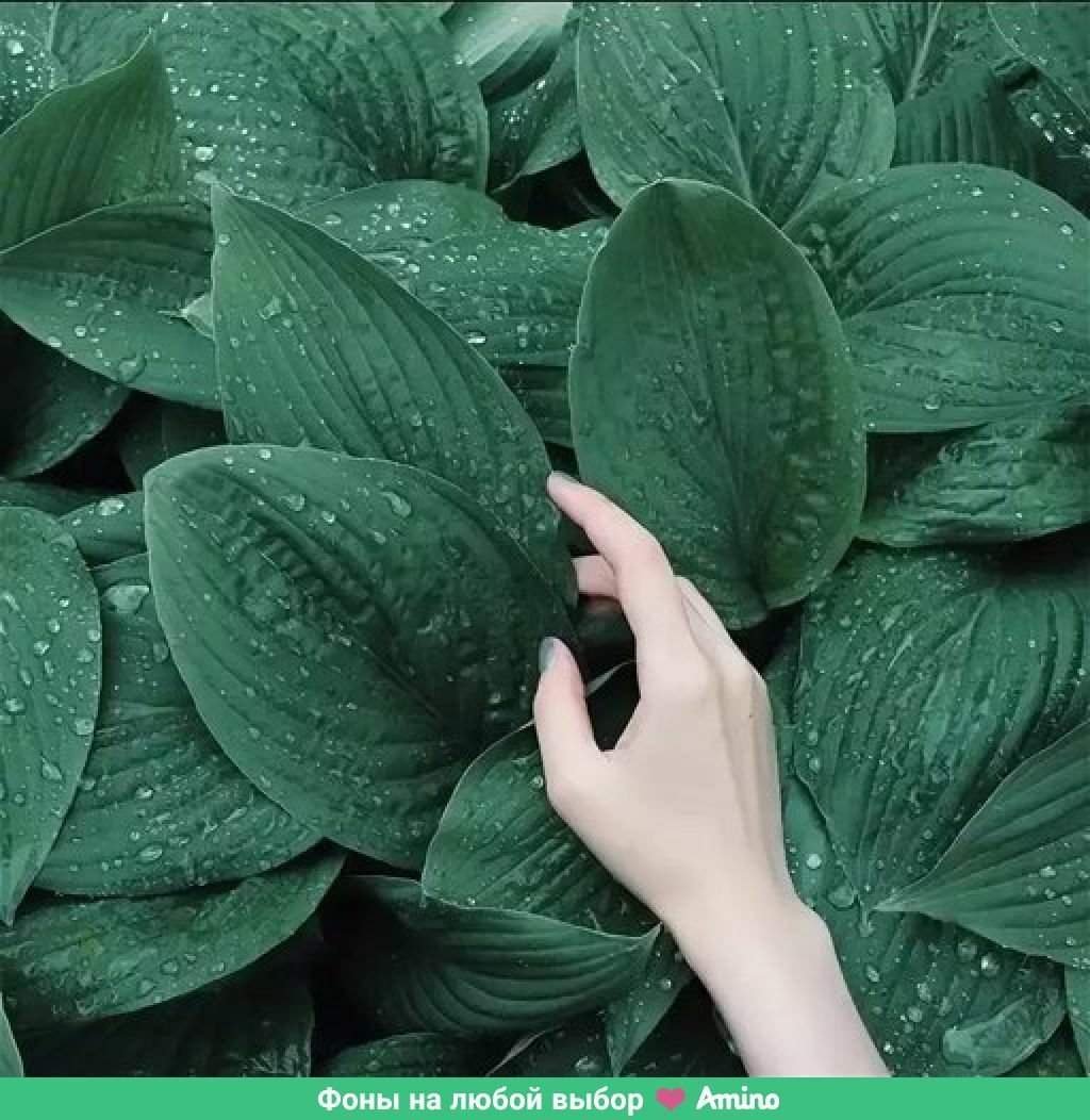 Эстетика зеленого