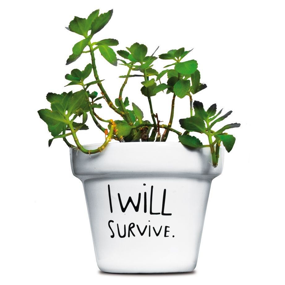 Цветочный горшок с надписью i will Survive