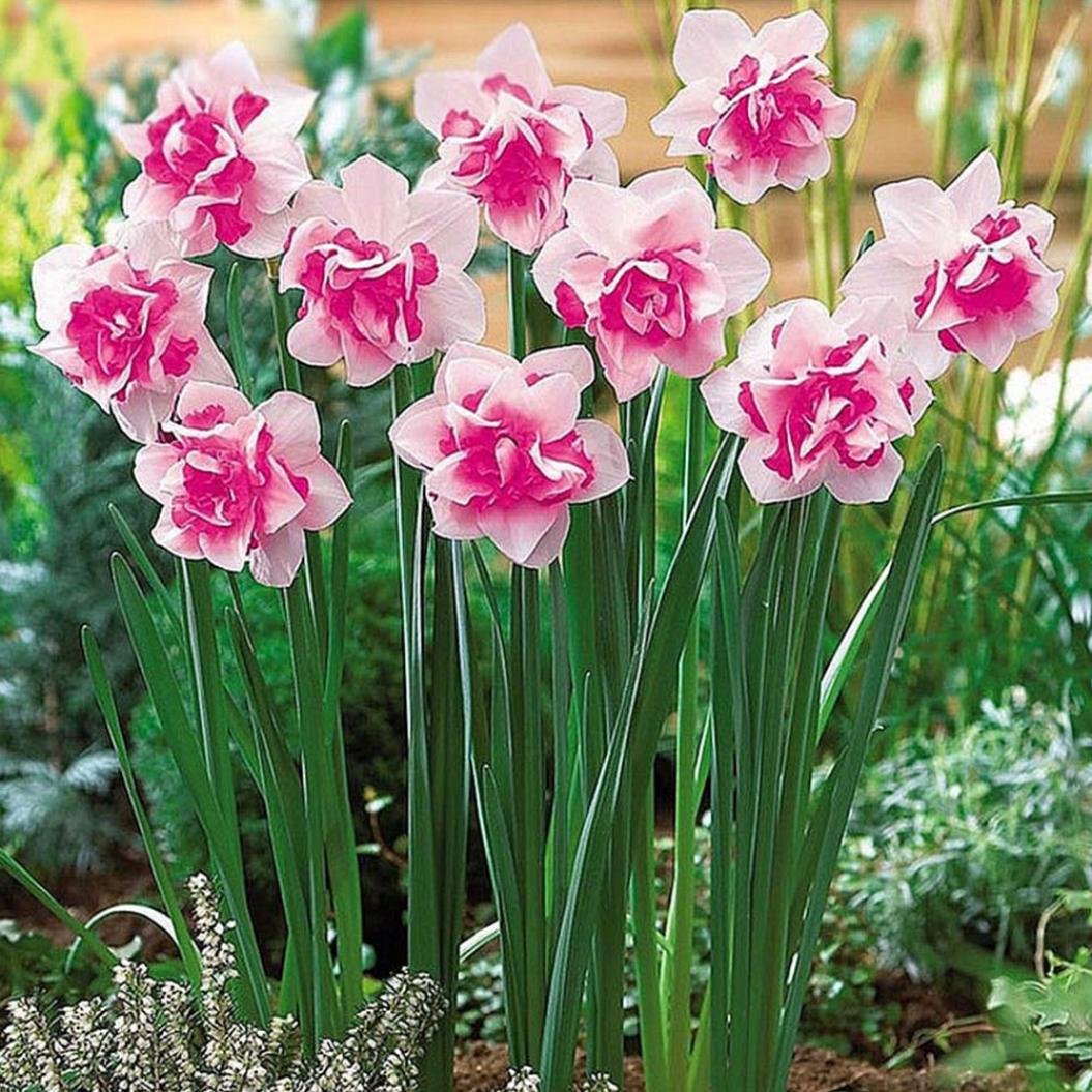 Daffodil Pink Нарцисс