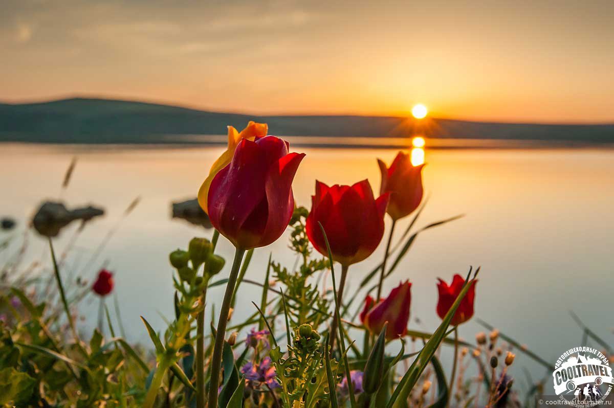 Летняя природа
