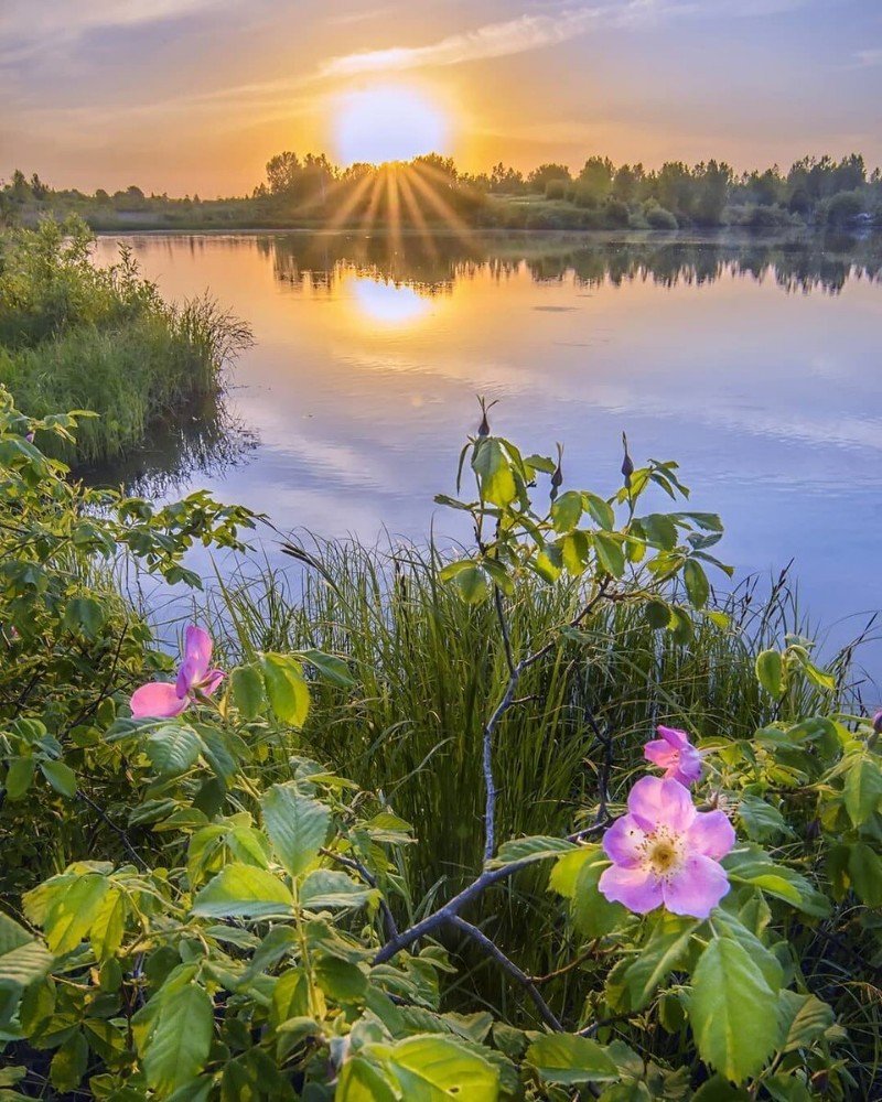 Цветы на озере
