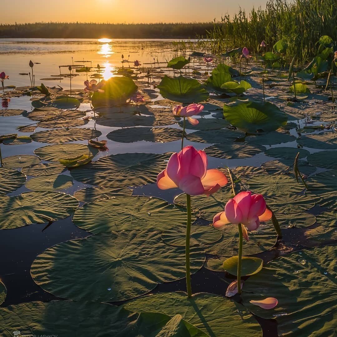 Отражение в воде