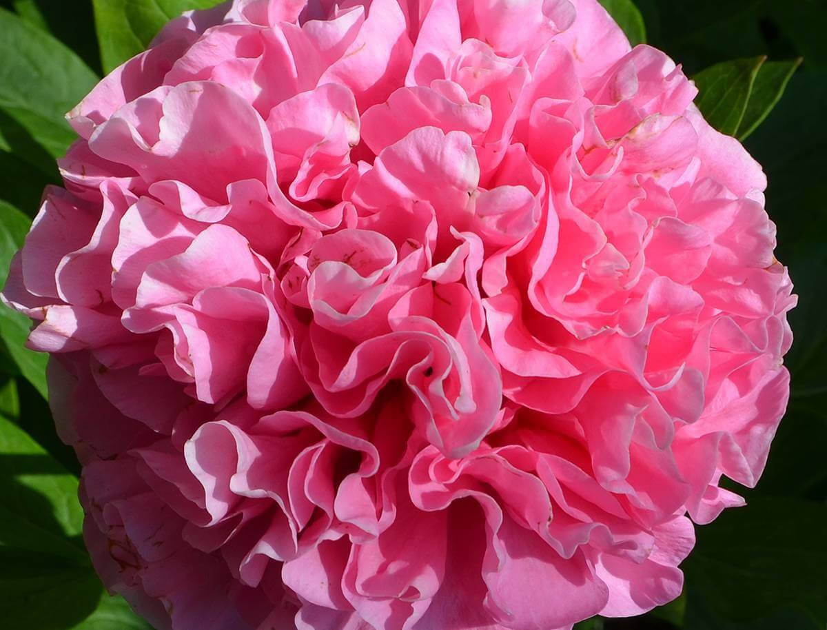 Carnation Bouquet пион