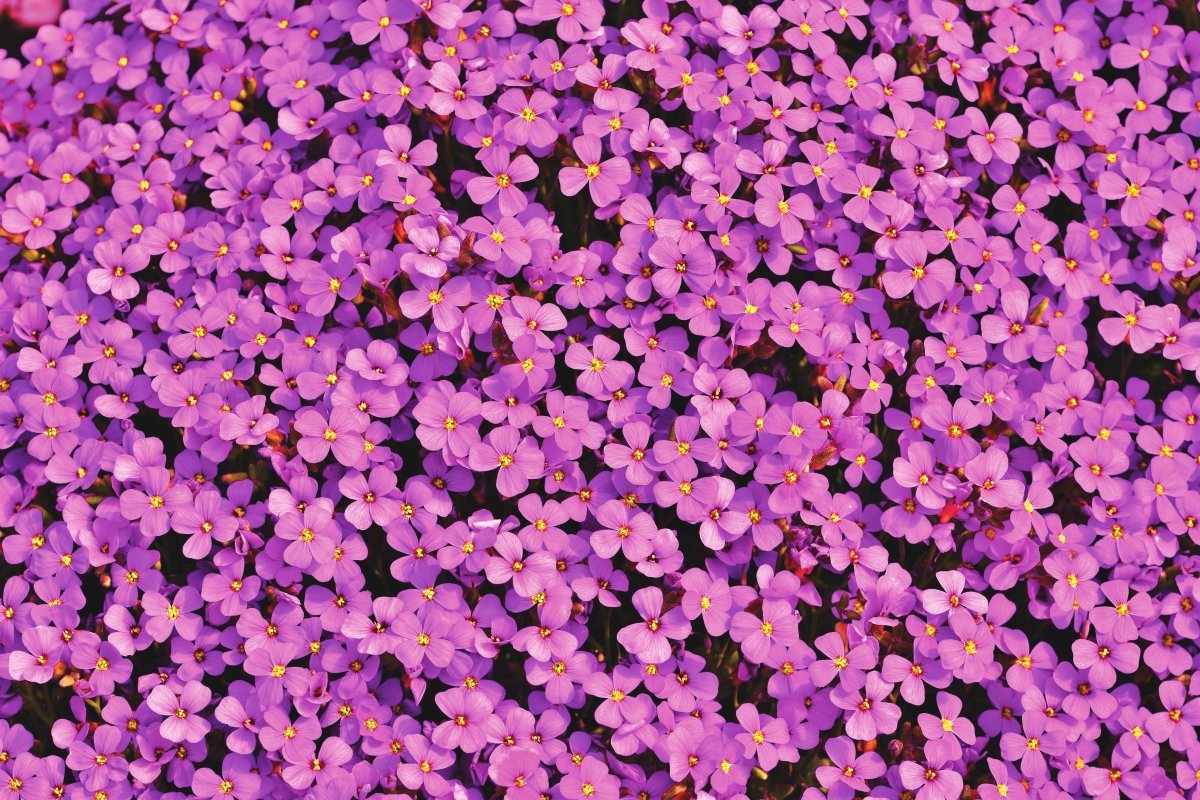 Обриета Axcent Violet with Eye