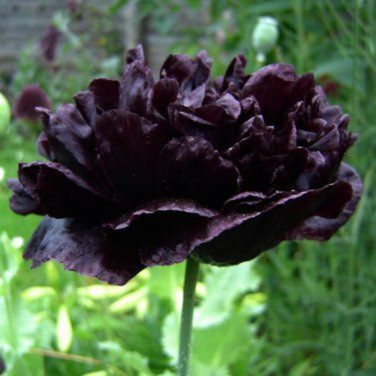 Пион Black Beauty