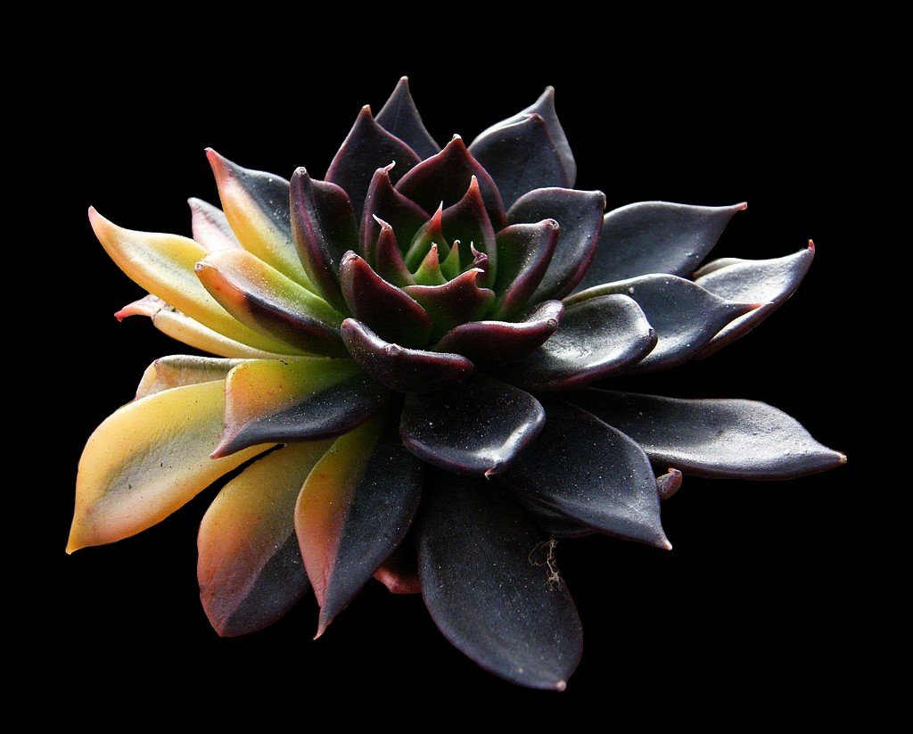 Суккулент эхеверия Echeveria