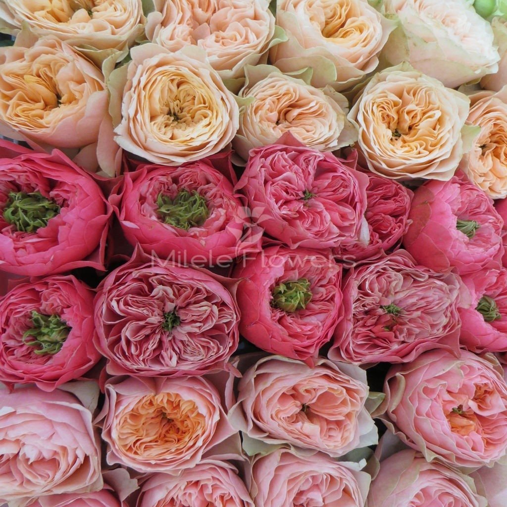 Vita Rose 4257, уп.10шт