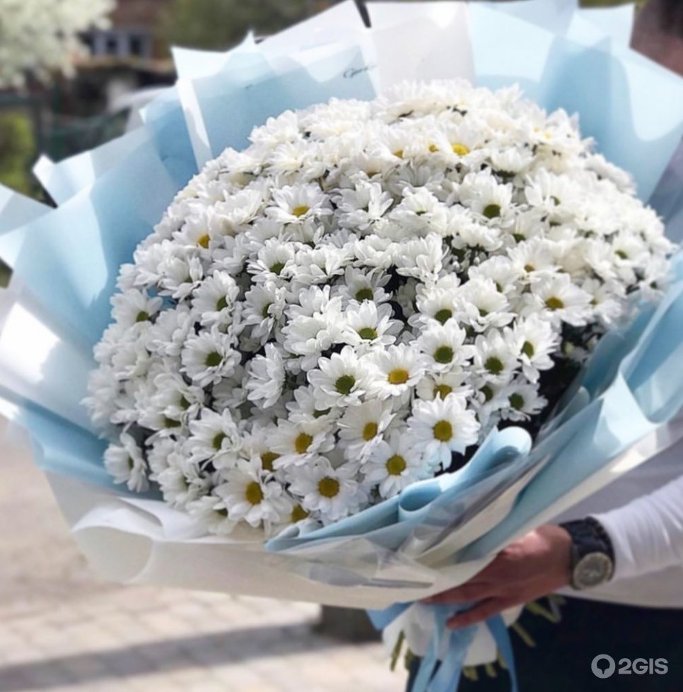 Ромашковидные хризантемы букет