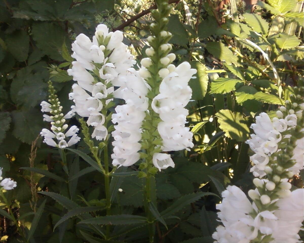 Физостегия виргинская (Physostegia virginiana 'Alba')