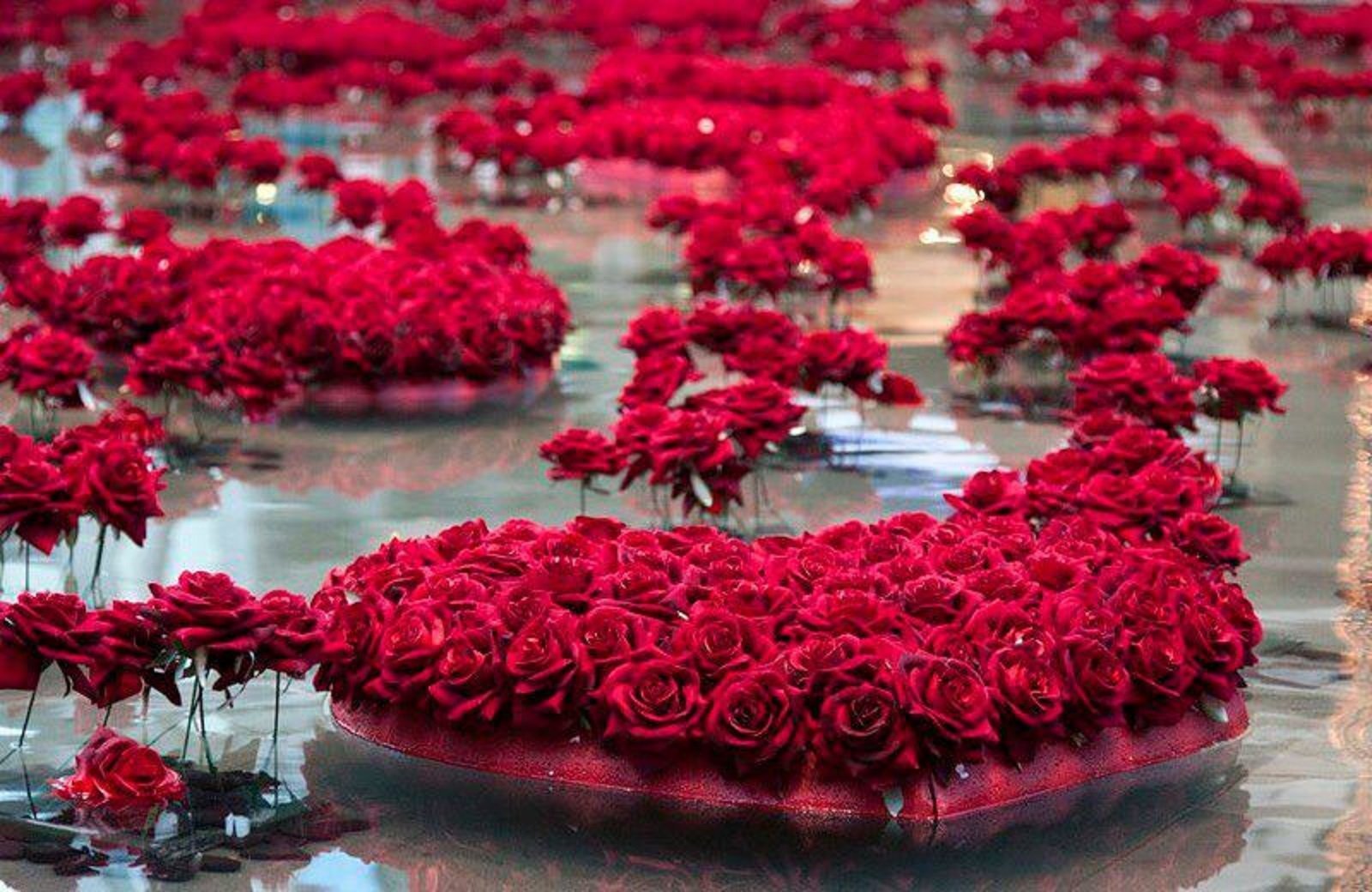 Кирмизи гуллар. Хархил Гулар. Море роз. Миллион алых роз. Цветы романтика.