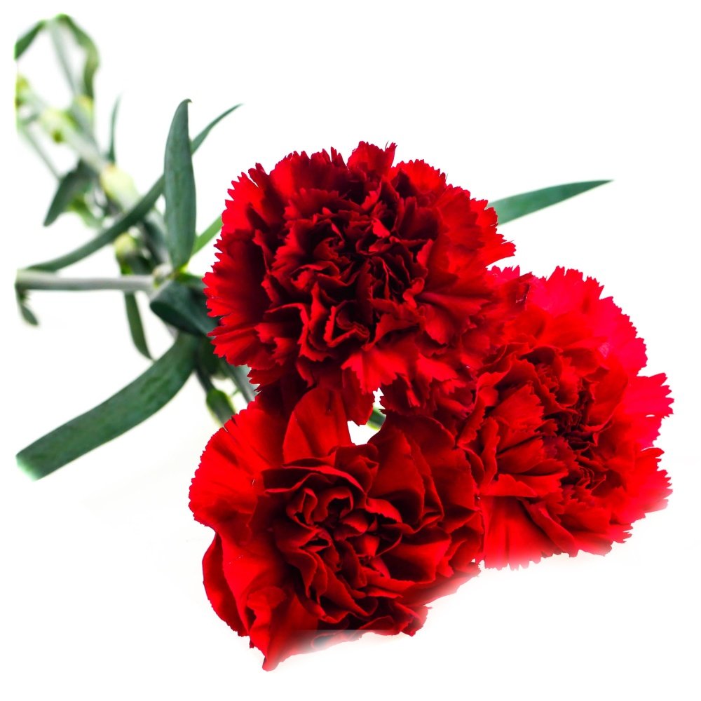 Dianthus Red гвоздика