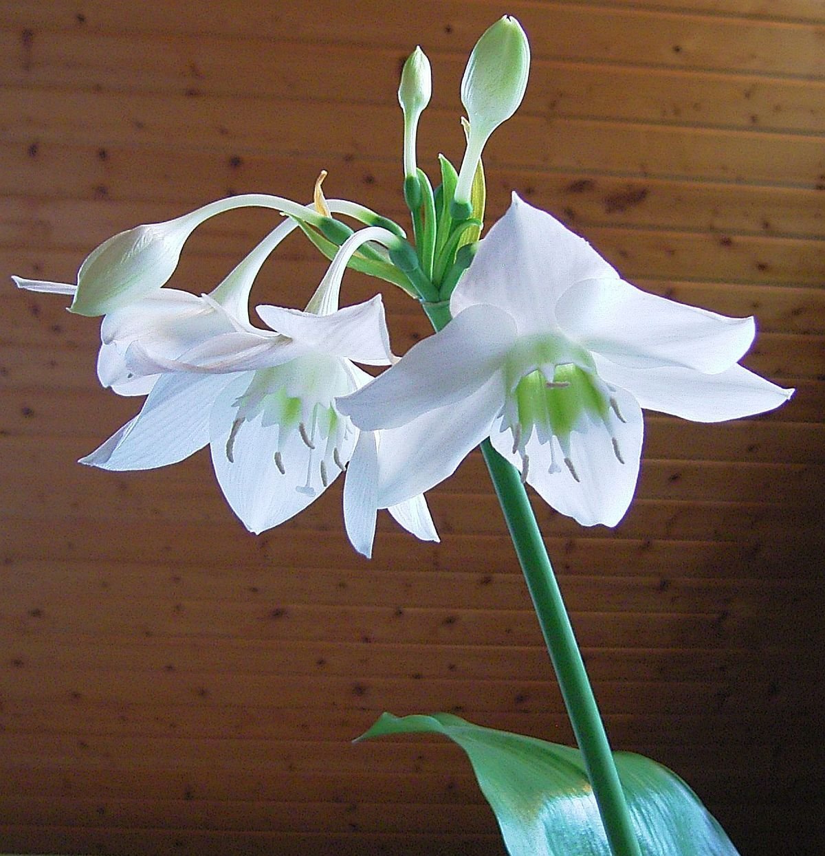 Амариллис махровый леди Джейн