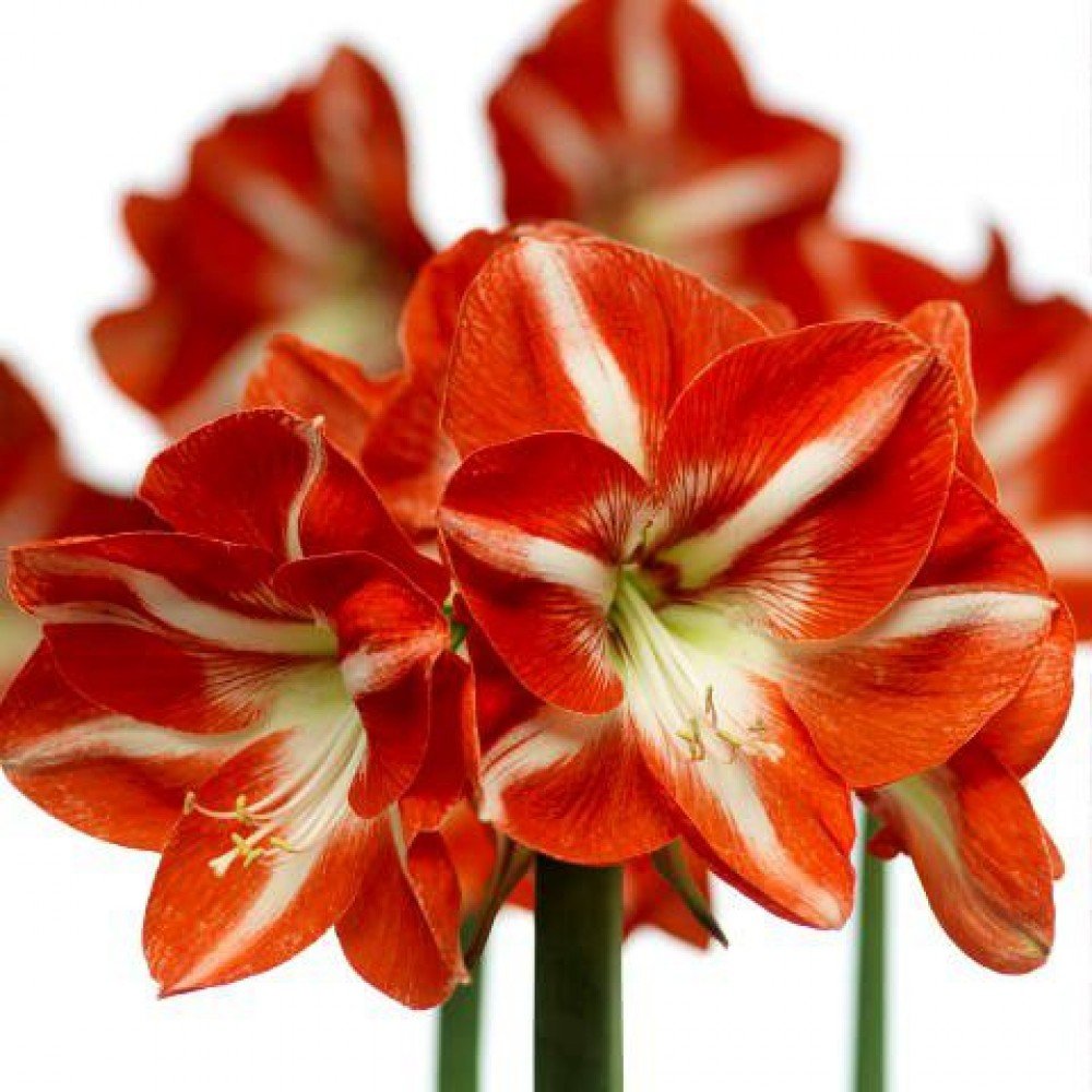 Amaryllis цветок