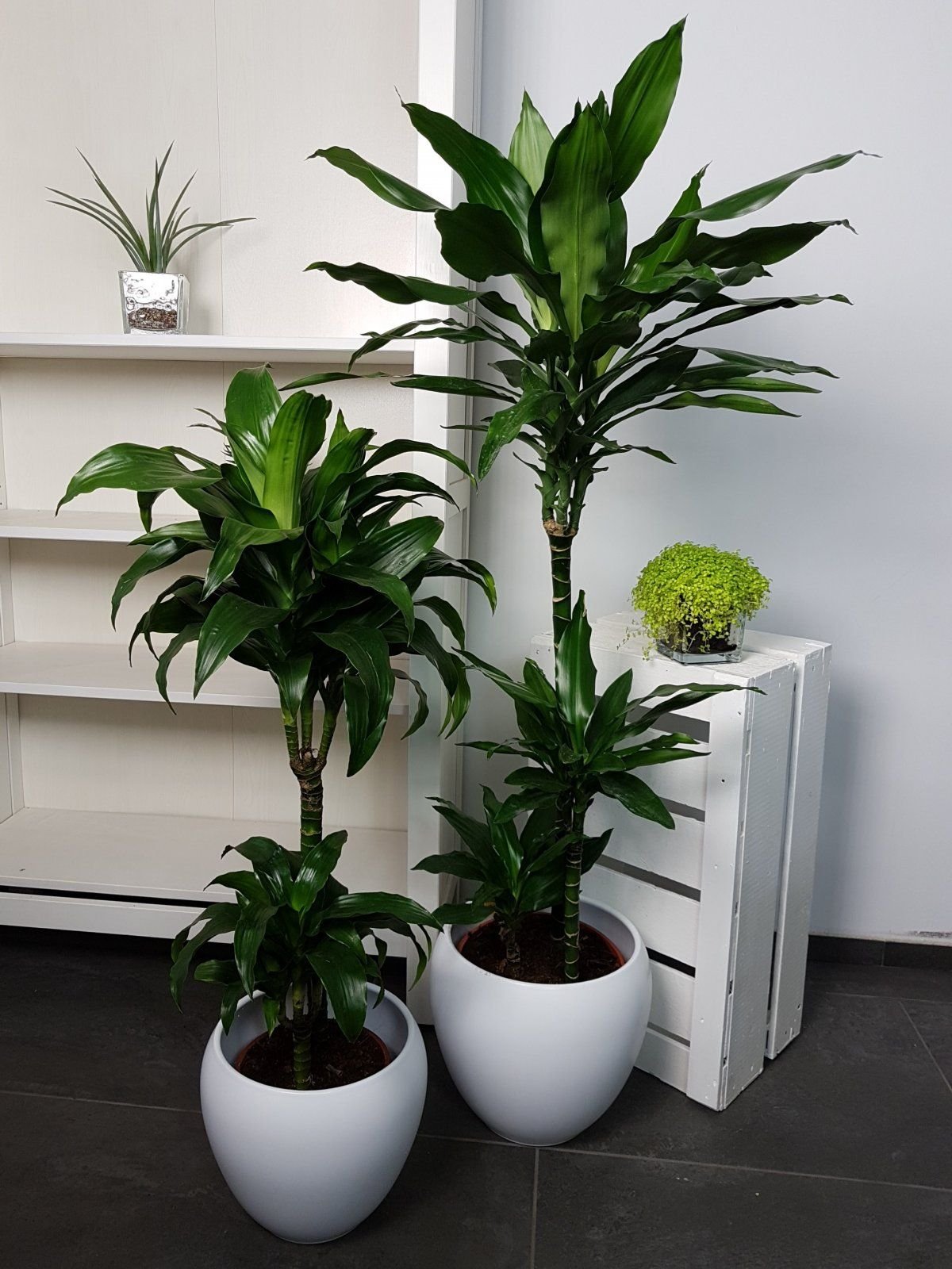 Драцена душистая Dracaena