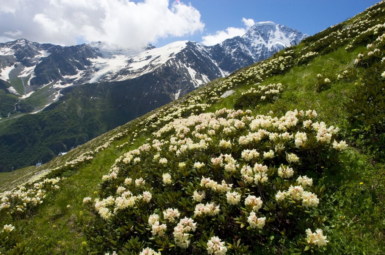Эльбрус альп. Цветок Эдельвейс на Эльбрусе. Эдельвейс Приэльбрусье цветок. Чегет Приэльбрусье рододендрон. Растения на Эльбрусе Эдельвейс.