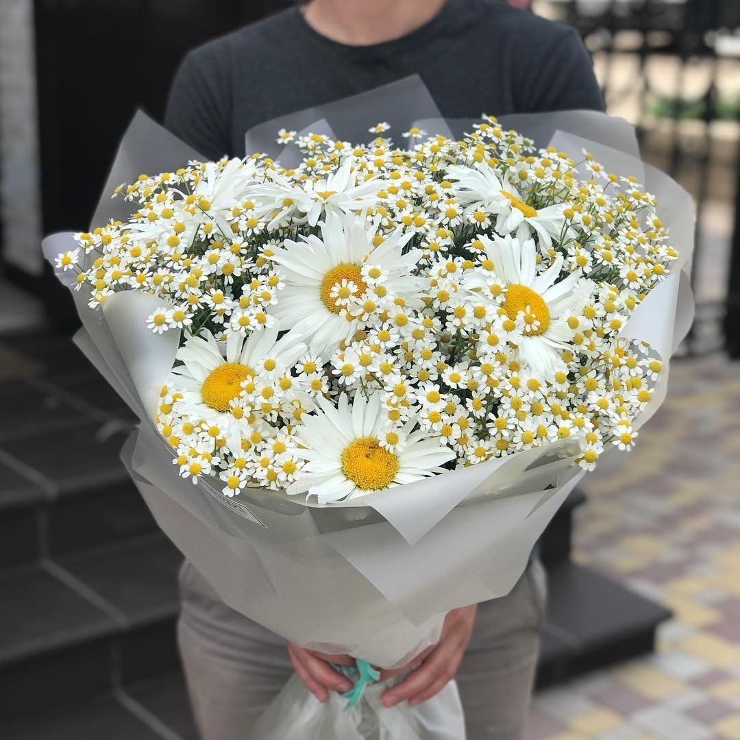 Ромашка танацетум матрикария