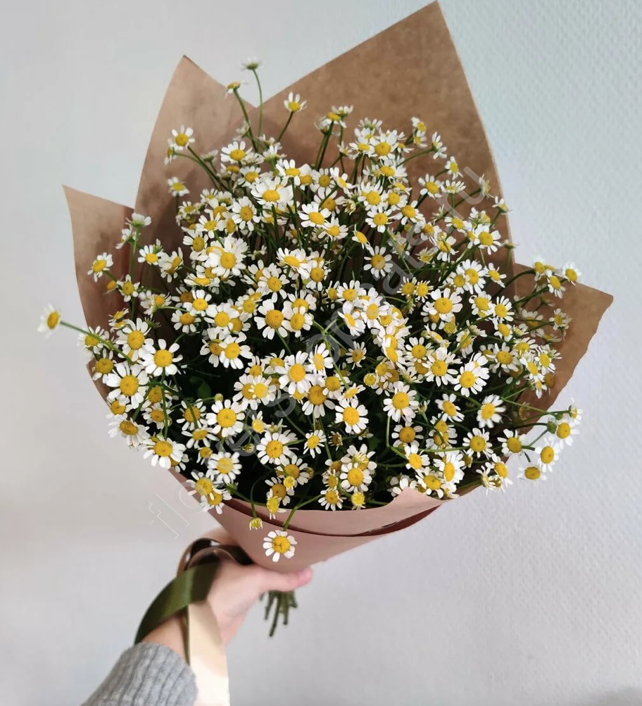 Танацетум матрикария